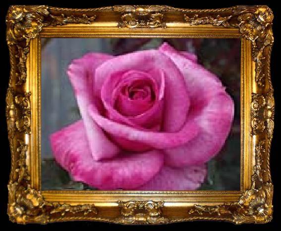 framed  unknow artist Realistic Violet Rose, ta009-2